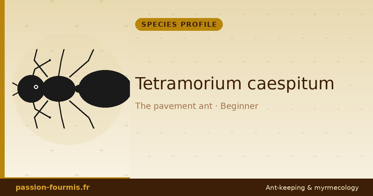 Tetramorium caespitum