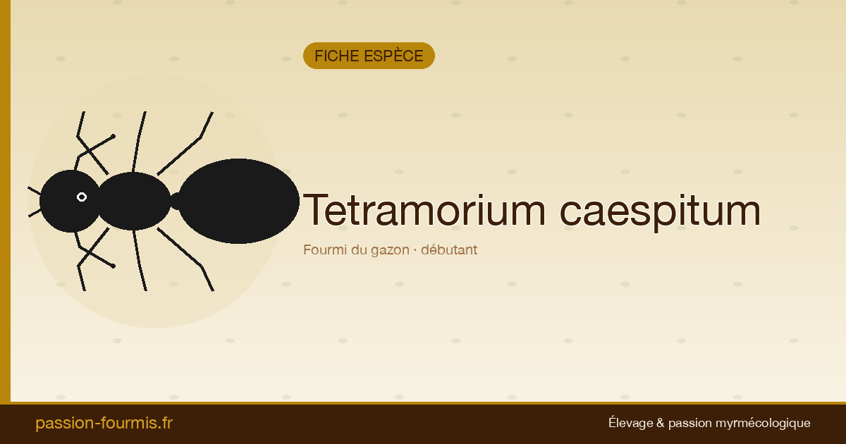 Tetramorium caespitum