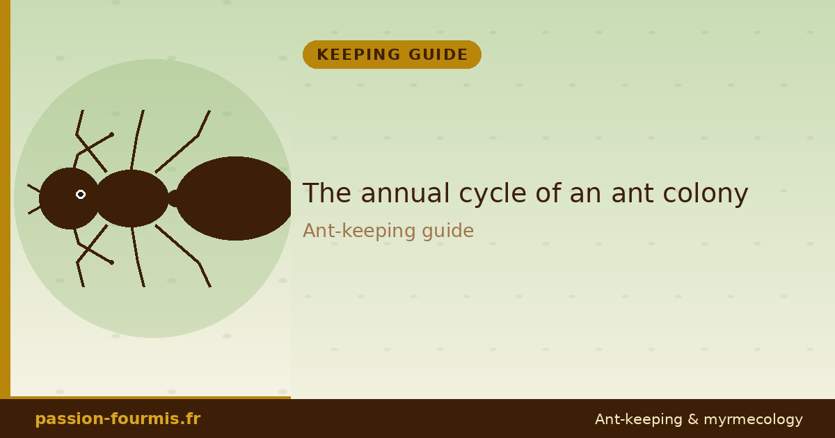 The annual cycle of an ant colony
