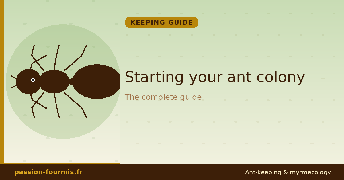 Starting your ant colony: the complete guide