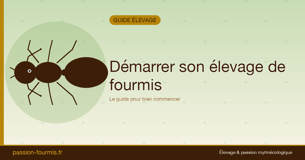 Démarrer son élevage de fourmis : le guide complet