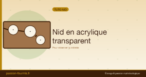 Nid en acrylique transparent : observation maximale
