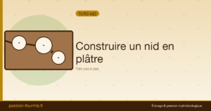 Construire un nid en plâtre simple