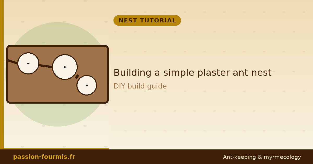 Building a simple plaster ant nest