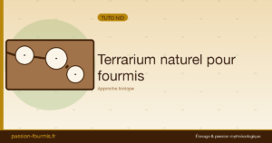 Terrarium naturel pour fourmis : approche biotope
